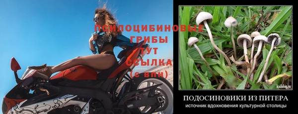 PSILOCYBIN Краснотурьинск